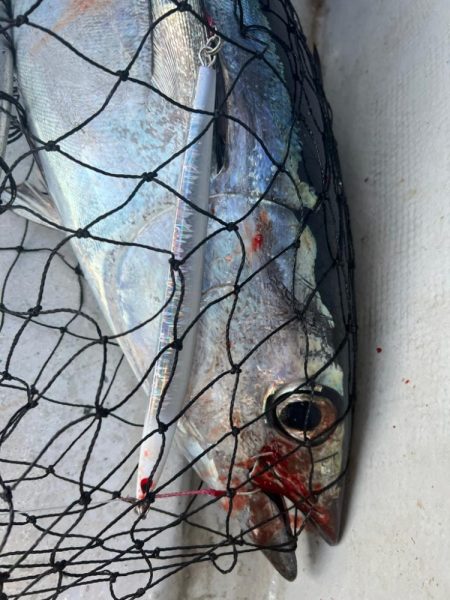 レンタルタックルでトンジギ