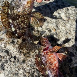 やっぱりガシラ(アラカブ)