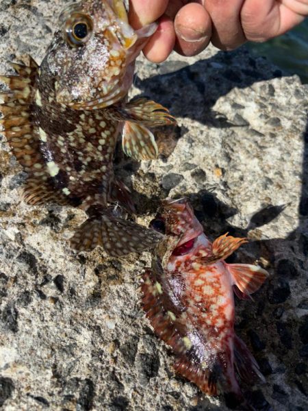 やっぱりガシラ(アラカブ)