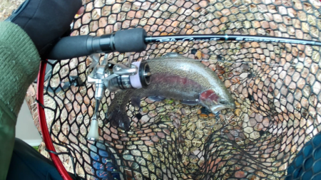 管釣り釣れればデカマス！