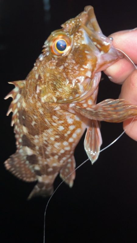 豆アジまだ釣れるの？