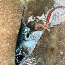 銚子沖、アカムツ調査