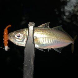 極寒メバリング