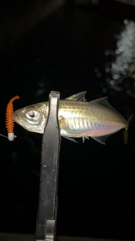 極寒メバリング