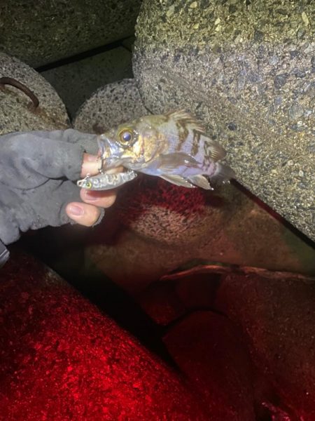 ナイトメバリング