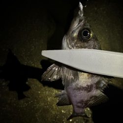 真冬のライトゲーム メバリング