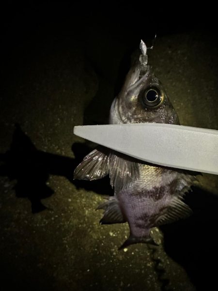 真冬のライトゲーム メバリング