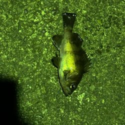 年始初アジング