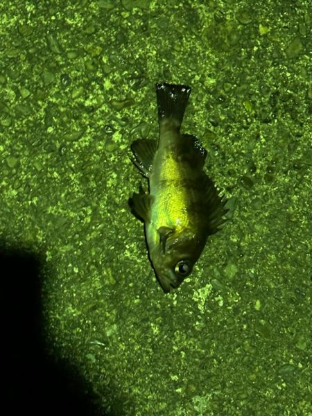 年始初アジング