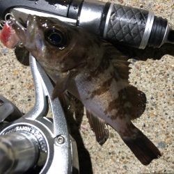 ✨メバルプラッキング✨