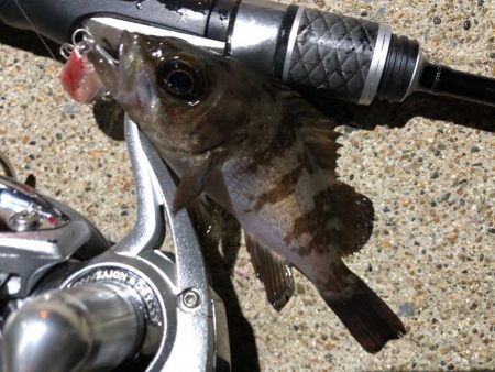 ✨メバルプラッキング✨