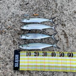 今シーズン初サゴシ