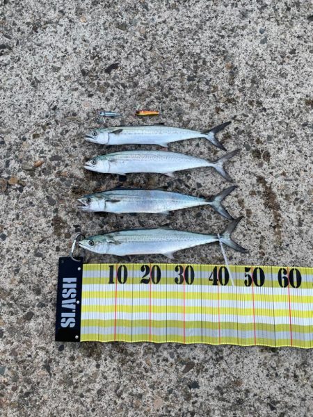 今シーズン初サゴシ