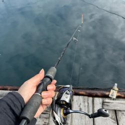 釣堀紀州で真鯛、シマアジ爆釣