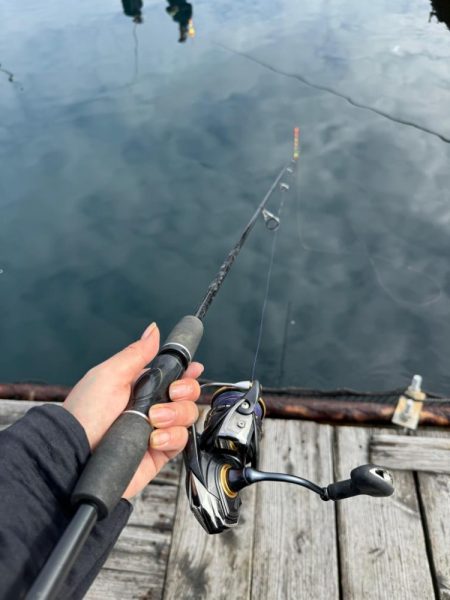 釣堀紀州で真鯛、シマアジ爆釣