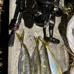 アジまだ居てる