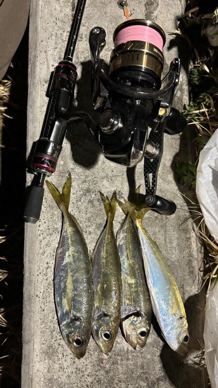 アジまだ居てる