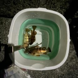 エギングは厳しかった。