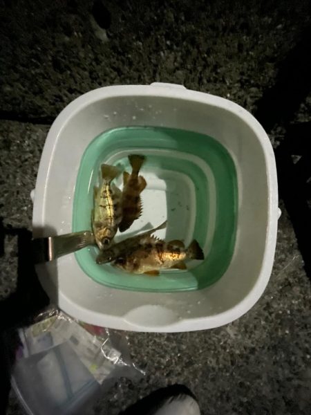 エギングは厳しかった。