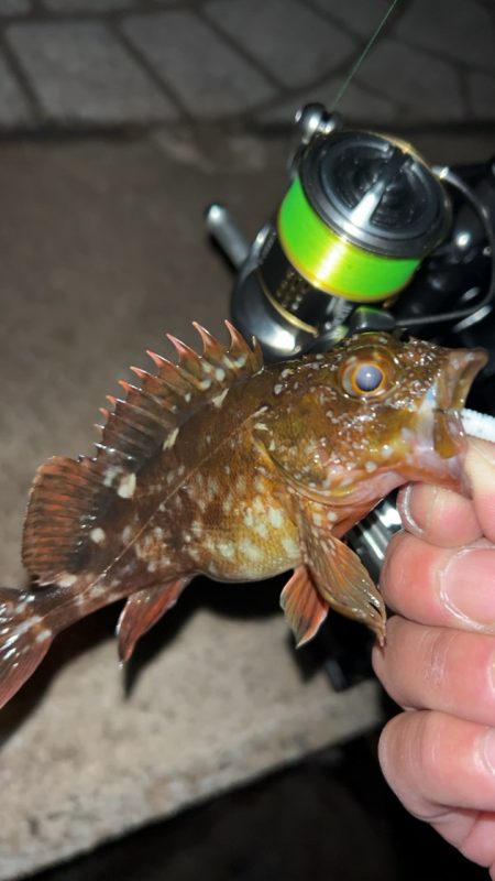 クリアブルーのテスターさんと釣行と…