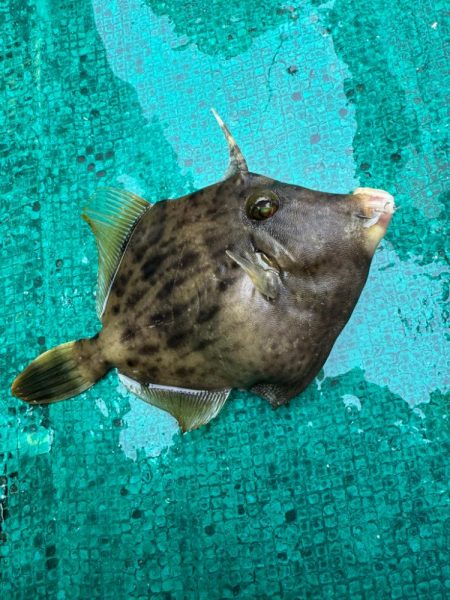 和歌山カワハギ釣行