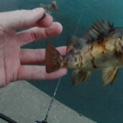 新年初ライトゲーム