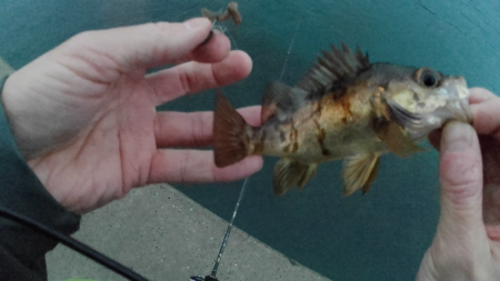 新年初ライトゲーム