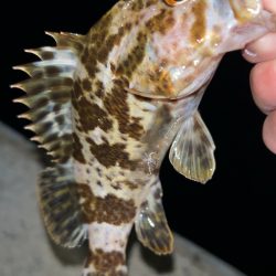 冬のタケノコ掘り♪