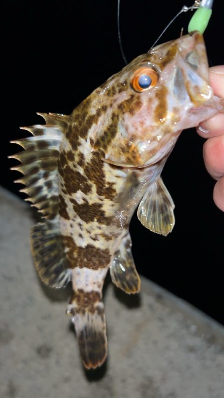 冬のタケノコ掘り♪