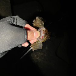 原点にして頂点