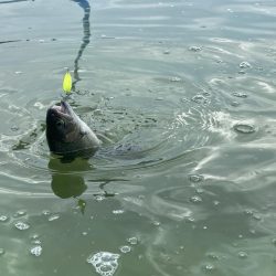 1月31日も放流ありで釣れ釣れ