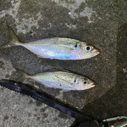 メバル 大アジ釣れました