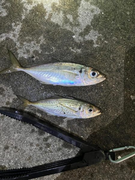 メバル 大アジ釣れました