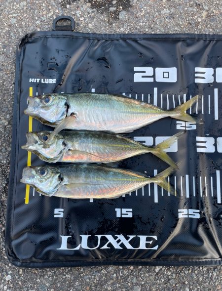 初場所爆風アジング！