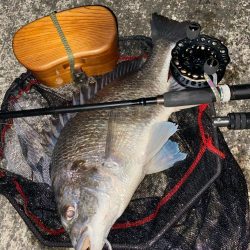 ヘチってきました