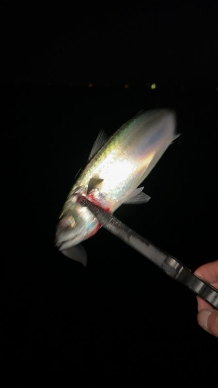 もう終わりかな?