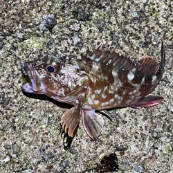 姫路メバリングで初釣り｜メバル激渋！ガシラ高活性！！