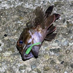 メバルは真冬の激渋！ガシラは産卵前の荒食いで爆釣モード！！