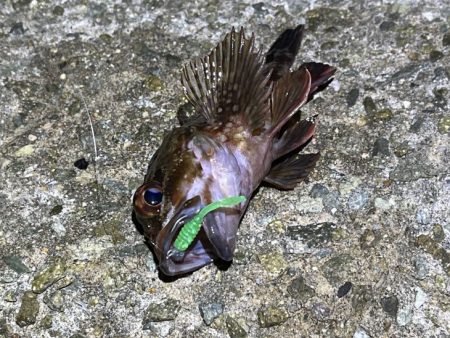 メバルは真冬の激渋！ガシラは産卵前の荒食い…