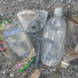 清掃活動：1月の淡水魚