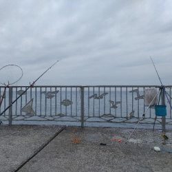 貝塚人口島でサビキアジ