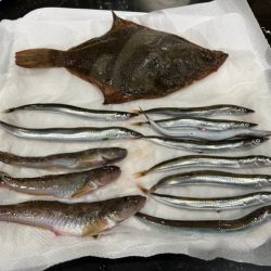 小樽港でスナガレイと大ハゼ上がる！！サビキではイカナゴ２桁釣果！！