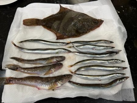 小樽港でスナガレイと大ハゼ上がる！！サビキではイカナゴ２桁釣果！！