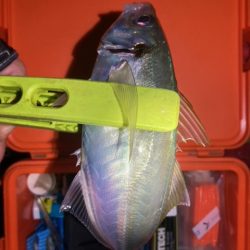 フロートゲーム