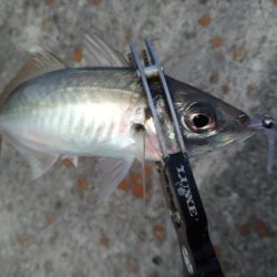 アジフライを仕入れに