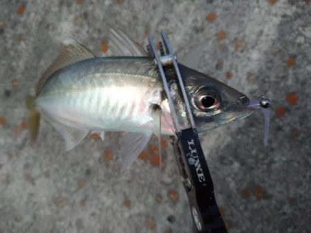 アジフライを仕入れに