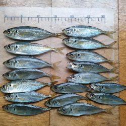 貝塚人口島でサビキアジ