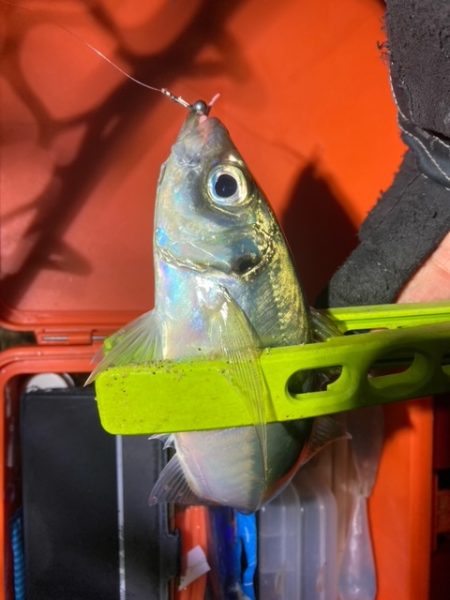 フロートゲーム