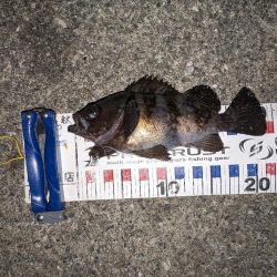 渋いメバリング