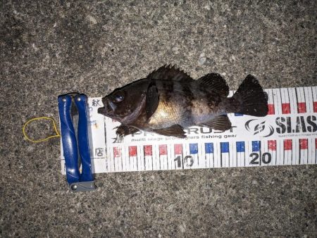 渋いメバリング